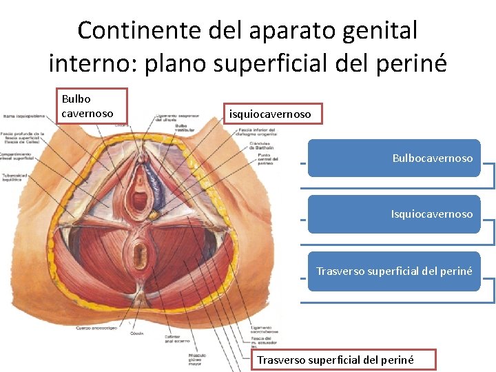 Continente del aparato genital interno: plano superficial del periné Bulbo cavernoso isquiocavernoso Bulbocavernoso Isquiocavernoso