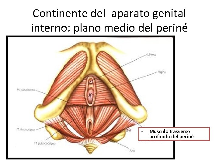 Continente del aparato genital interno: plano medio del periné • Musculo trasverso profundo del