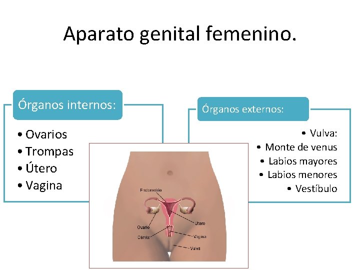 Aparato genital femenino. Órganos internos: • Ovarios • Trompas • Útero • Vagina Órganos