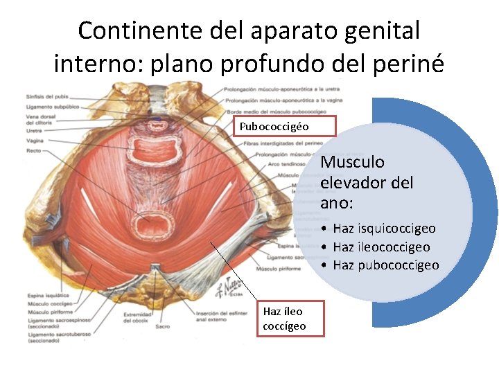 Continente del aparato genital interno: plano profundo del periné Pubococcigéo Musculo elevador del ano: