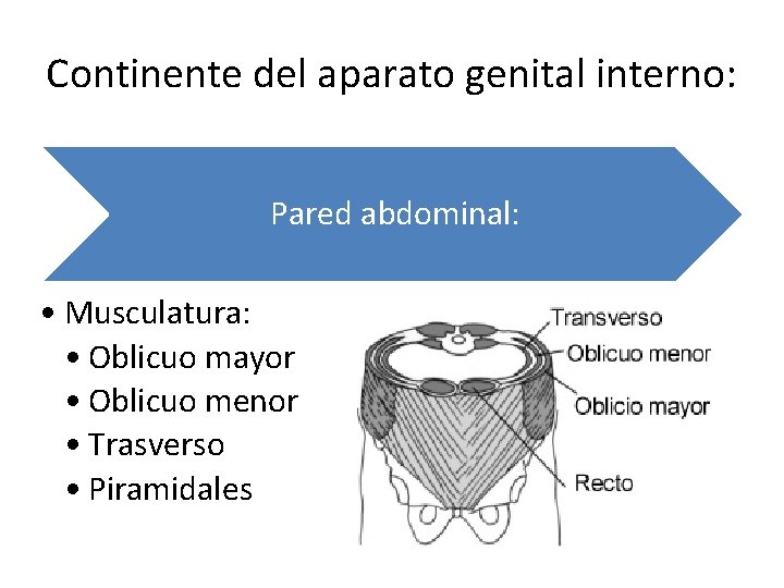 Continente del aparato genital interno: Pared abdominal: • Musculatura: • Oblicuo mayor • Oblicuo