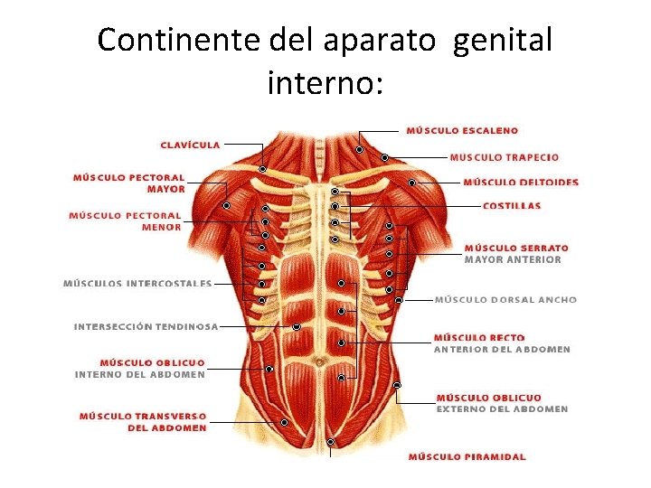 Continente del aparato genital interno: 