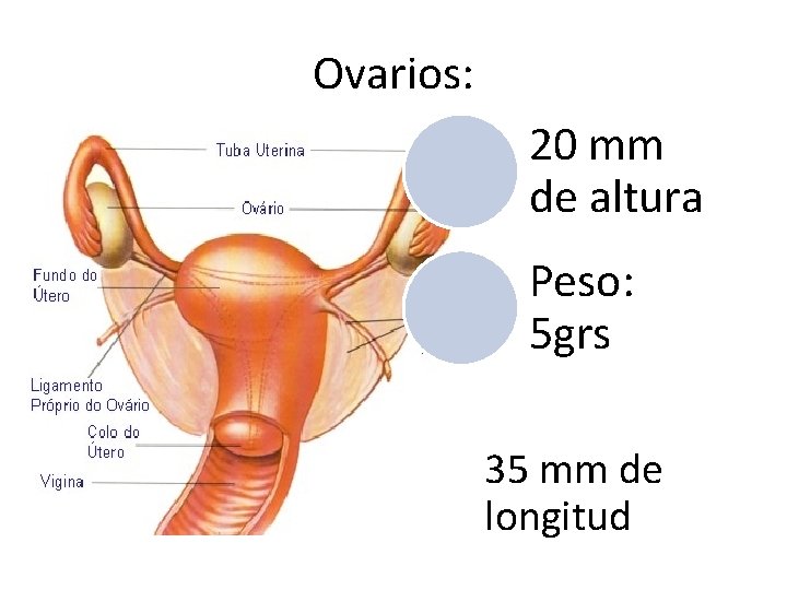 Ovarios: 20 mm de altura Peso: 5 grs 35 mm de longitud 