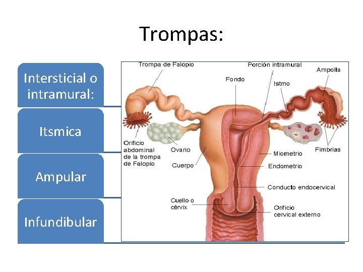 Trompas: Intersticial o intramural: Itsmica Ampular Infundibular 