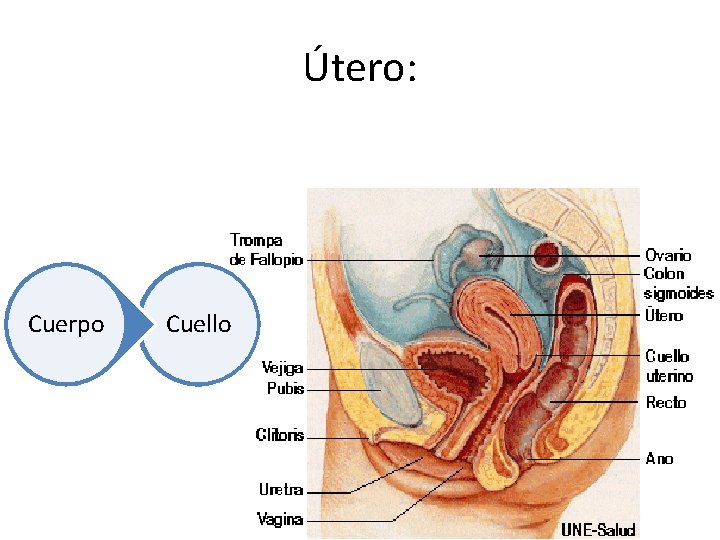Útero: Cuerpo Cuello 