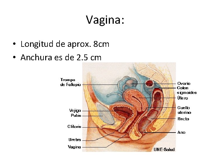 Vagina: • Longitud de aprox. 8 cm • Anchura es de 2. 5 cm