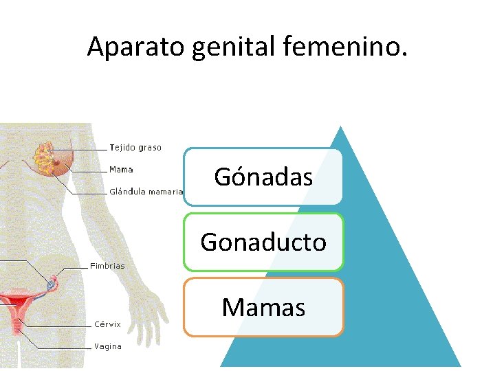 Aparato genital femenino. Gónadas Gonaducto Mamas 