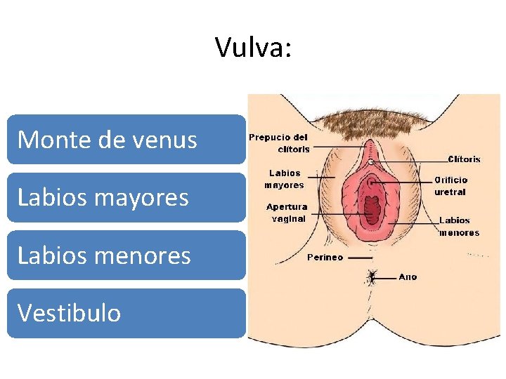 Vulva: Monte de venus Labios mayores Labios menores Vestibulo 