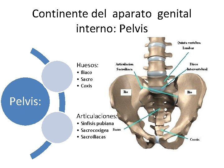 Continente del aparato genital interno: Pelvis Huesos: • Iliaco • Sacro • Coxis Pelvis: