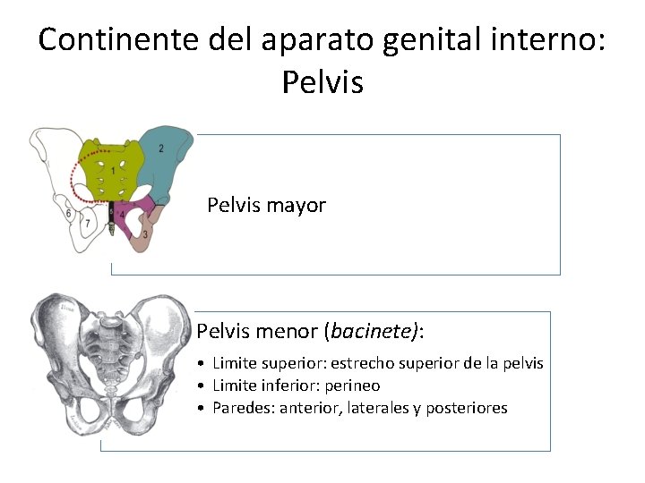 Continente del aparato genital interno: Pelvis mayor Pelvis menor (bacinete): • Limite superior: estrecho