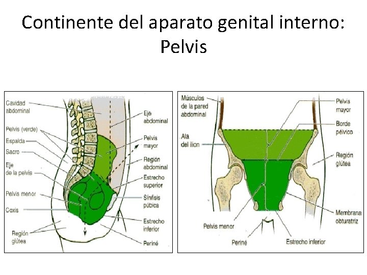 Continente del aparato genital interno: Pelvis 