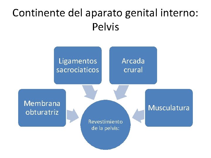 Continente del aparato genital interno: Pelvis Ligamentos sacrociaticos Arcada crural Membrana obturatriz Musculatura Revestimiento