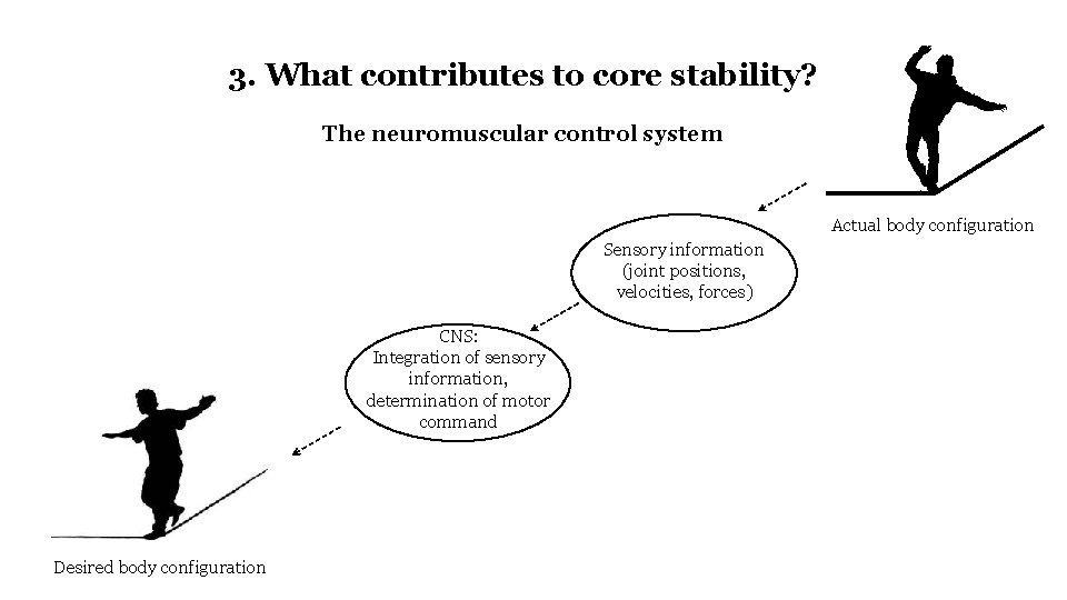 3. What contributes to core stability? The neuromuscular control system Actual body configuration Sensory