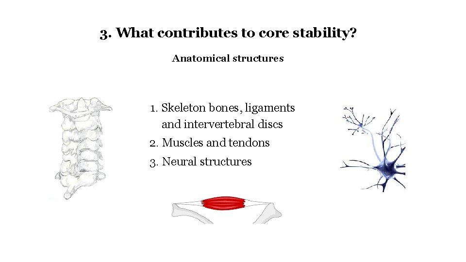 3. What contributes to core stability? Anatomical structures 1. Skeleton bones, ligaments and intervertebral