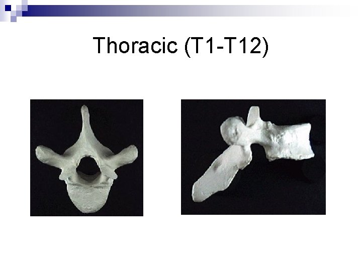 Thoracic (T 1 -T 12) 