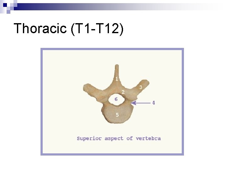 Thoracic (T 1 -T 12) 