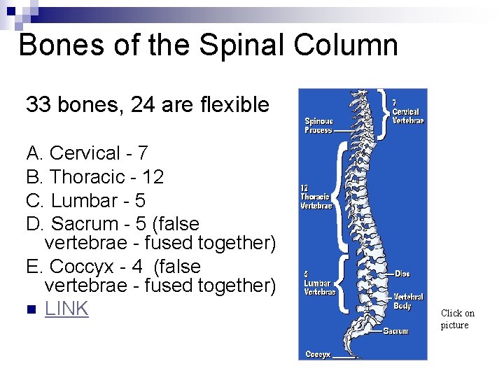 Bones of the Spinal Column 33 bones, 24 are flexible A. Cervical - 7