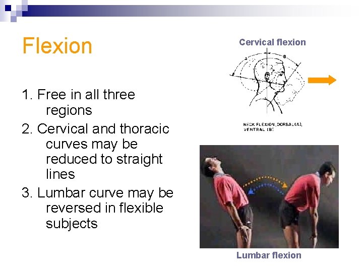 Flexion Cervical flexion 1. Free in all three regions 2. Cervical and thoracic curves
