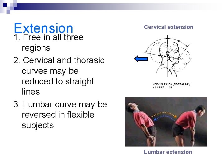 Extension Cervical extension 1. Free in all three regions 2. Cervical and thorasic curves