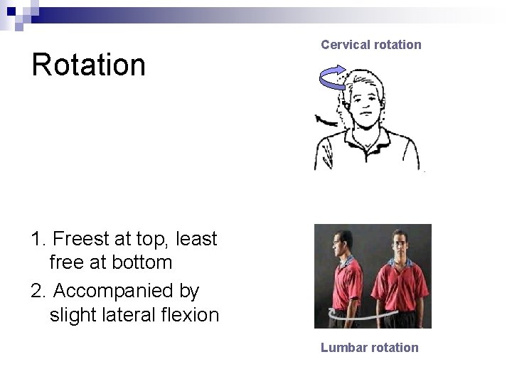 Rotation Cervical rotation 1. Freest at top, least free at bottom 2. Accompanied by