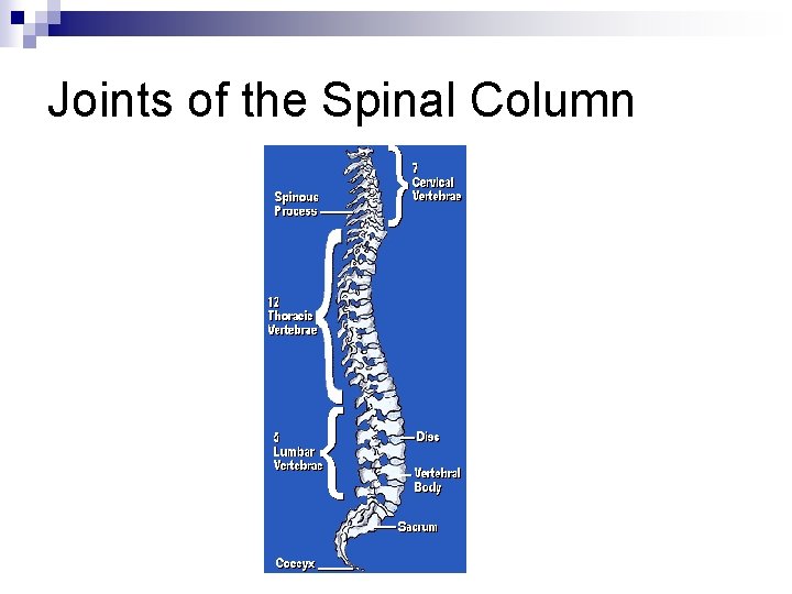 Joints of the Spinal Column 