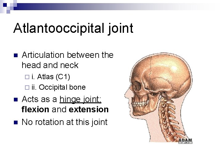 Atlantooccipital joint n Articulation between the head and neck ¨ i. Atlas (C 1)