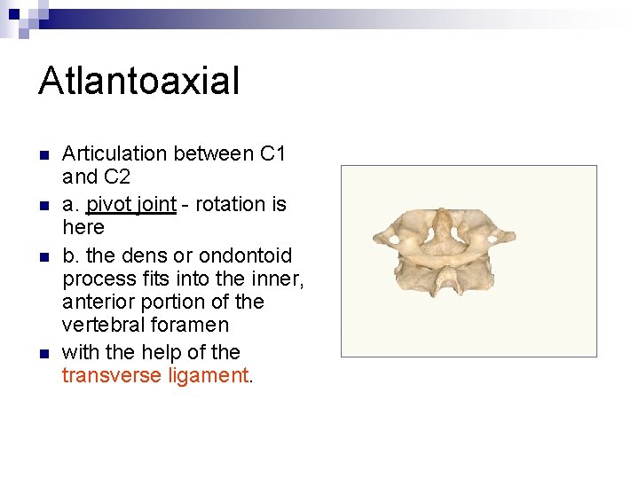 Atlantoaxial n n Articulation between C 1 and C 2 a. pivot joint -