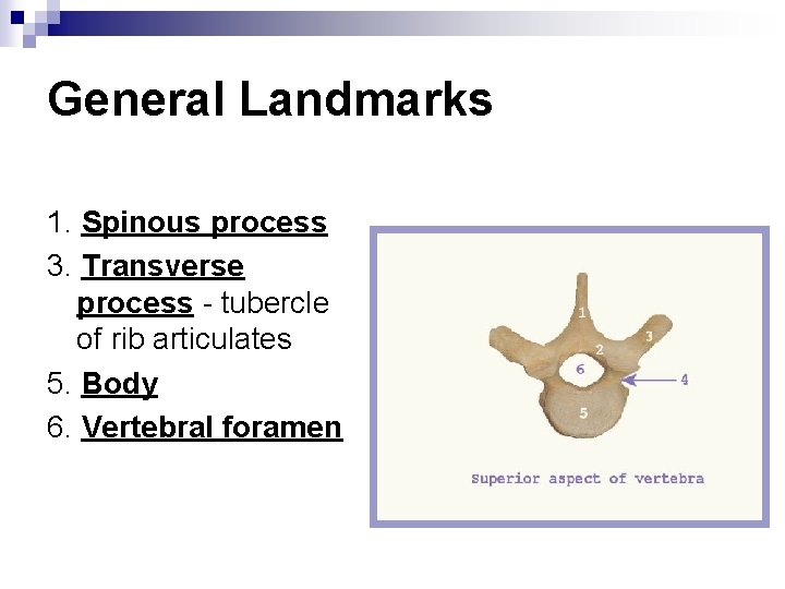 General Landmarks 1. Spinous process 3. Transverse process - tubercle of rib articulates 5.
