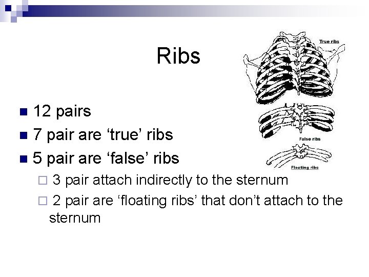 Ribs 12 pairs n 7 pair are ‘true’ ribs n 5 pair are ‘false’