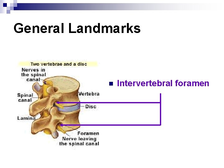 General Landmarks n Intervertebral foramen 