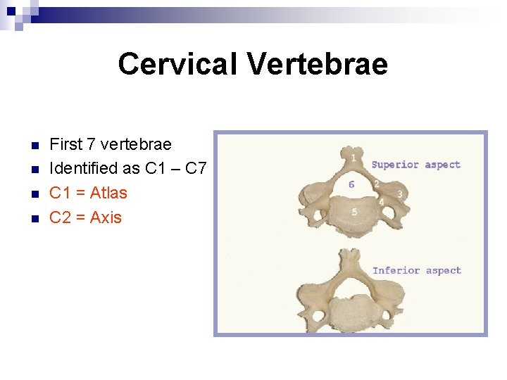 Cervical Vertebrae n n First 7 vertebrae Identified as C 1 – C 7