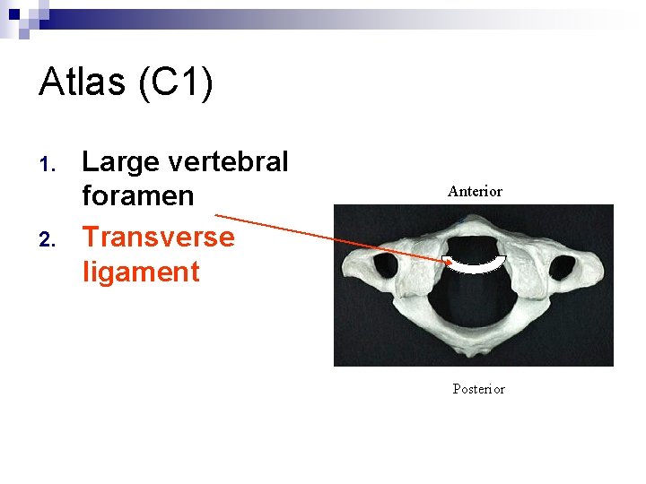 Atlas (C 1) 1. 2. Large vertebral foramen Transverse ligament Anterior Posterior 