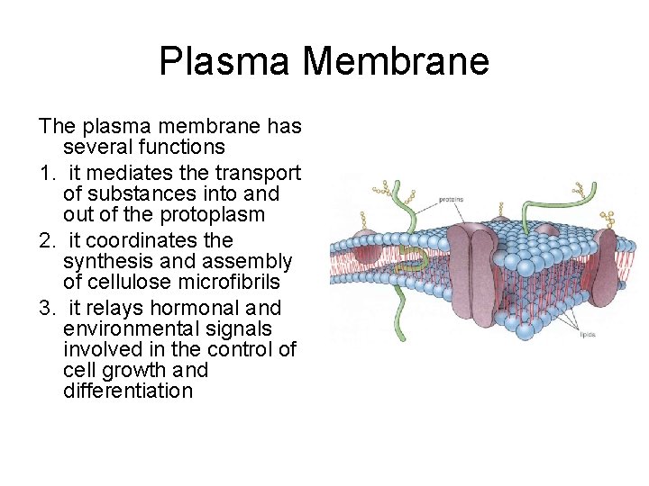 Plasma Membrane The plasma membrane has several functions 1. it mediates the transport of