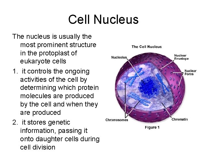 Cell Nucleus The nucleus is usually the most prominent structure in the protoplast of
