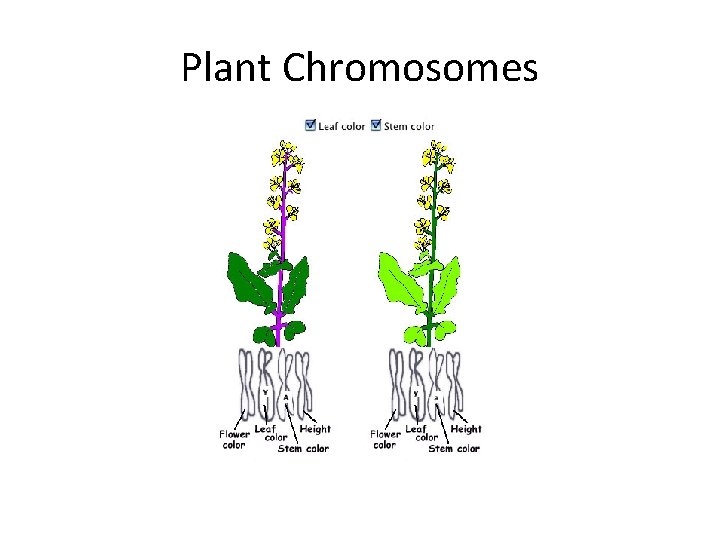 Plant Chromosomes 