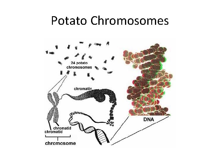 Potato Chromosomes 