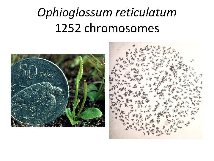 Ophioglossum reticulatum 1252 chromosomes 