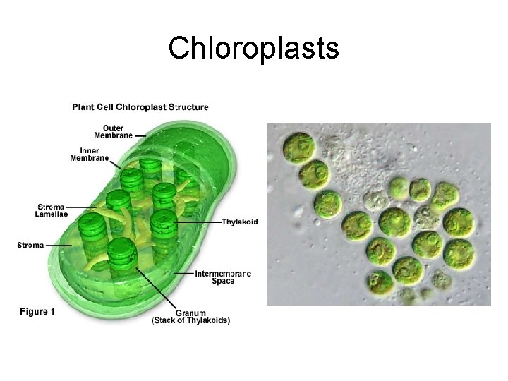 Chloroplasts 