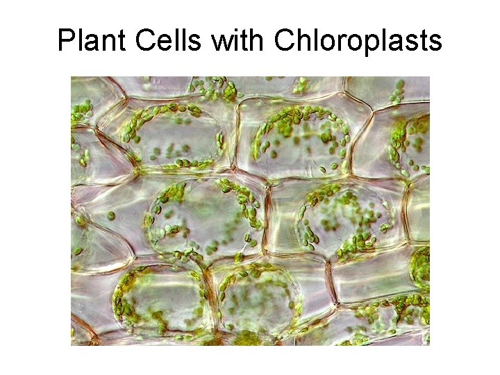 Plant Cells with Chloroplasts 