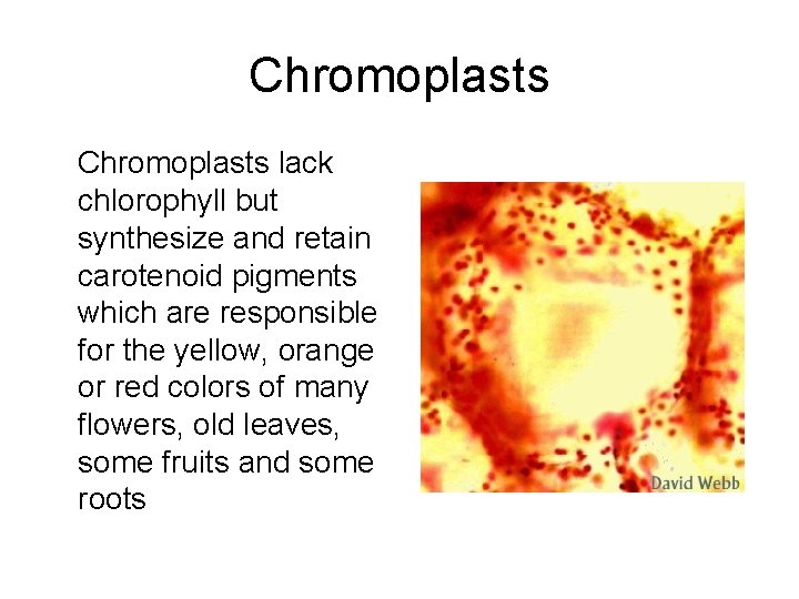 Chromoplasts lack chlorophyll but synthesize and retain carotenoid pigments which are responsible for the