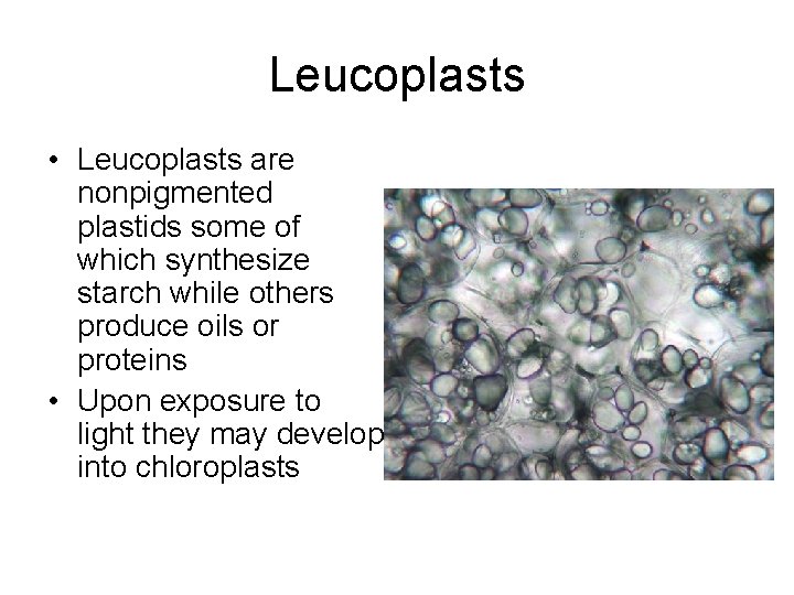 Leucoplasts • Leucoplasts are nonpigmented plastids some of which synthesize starch while others produce