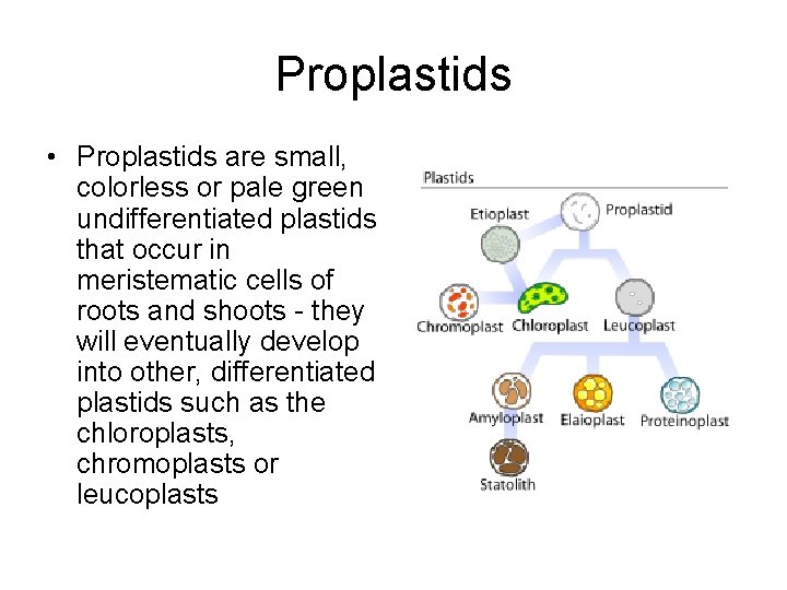 Proplastids • Proplastids are small, colorless or pale green undifferentiated plastids that occur in