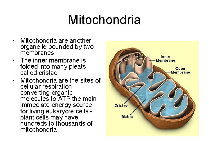 Mitochondria • Mitochondria are another organelle bounded by two membranes • The inner membrane