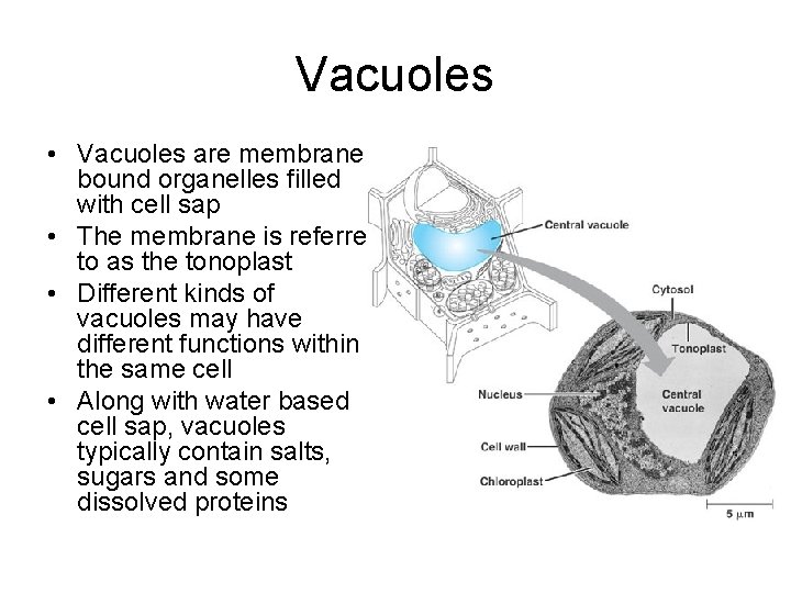 Vacuoles • Vacuoles are membrane bound organelles filled with cell sap • The membrane