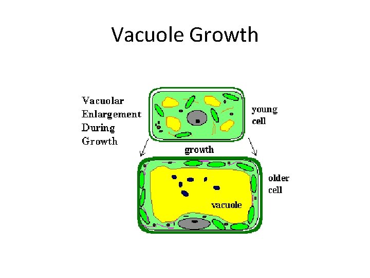 Vacuole Growth 