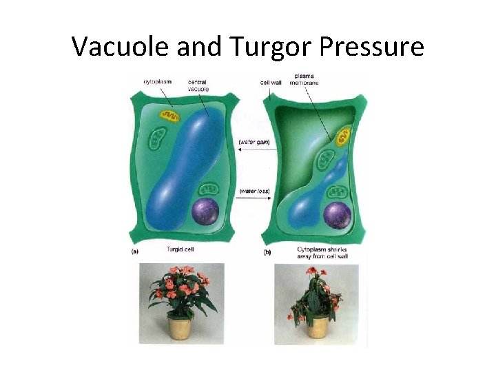 Vacuole and Turgor Pressure 