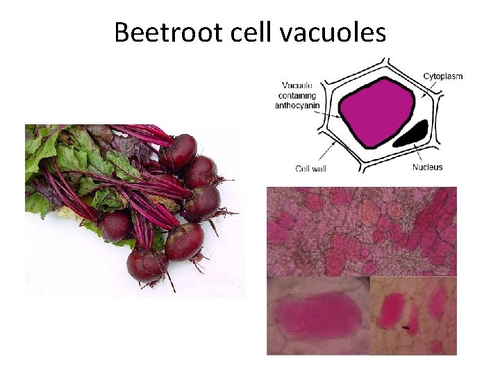 Beetroot cell vacuoles 