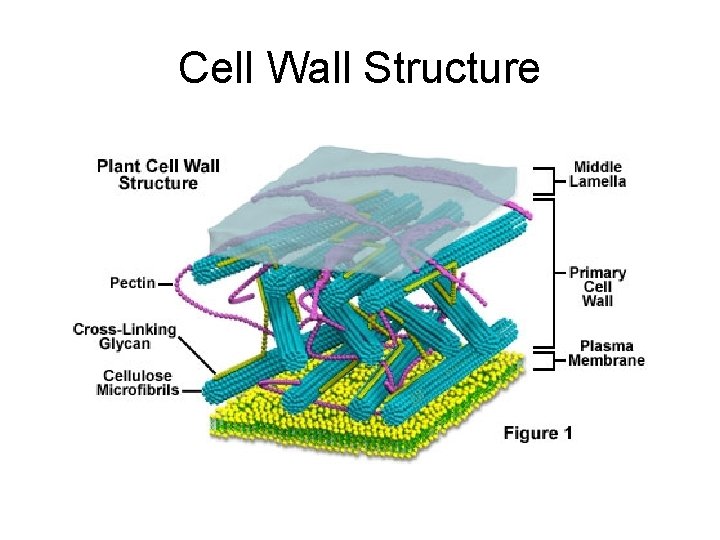 Cell Wall Structure 