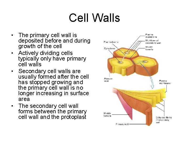 Cell Walls • The primary cell wall is deposited before and during growth of