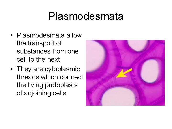 Plasmodesmata • Plasmodesmata allow the transport of substances from one cell to the next